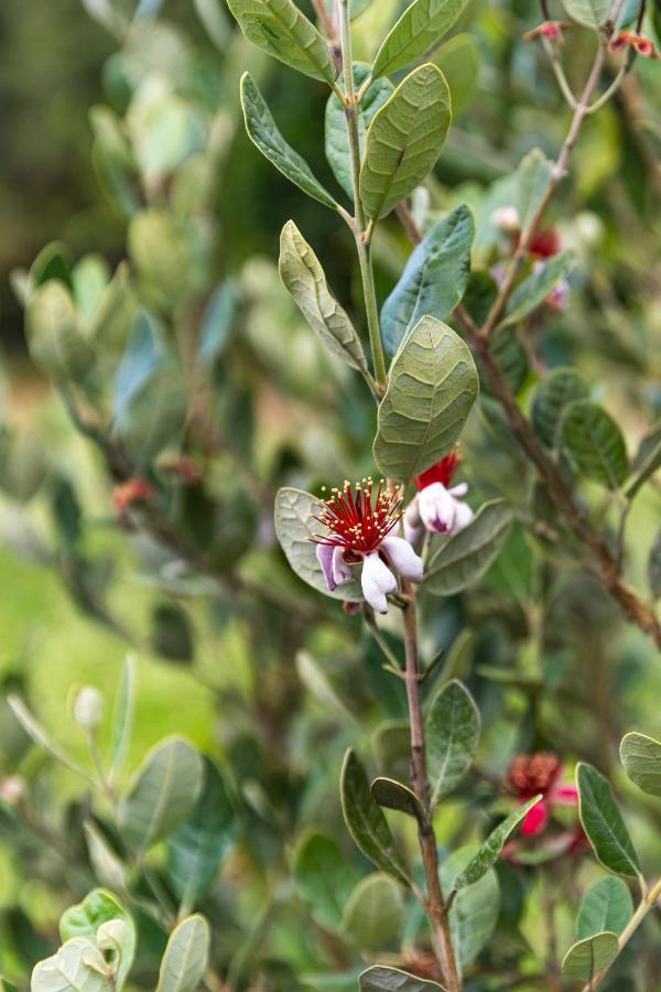 Quinta Biologica, Com Vista, Na Serra De سينترا المظهر الخارجي الصورة