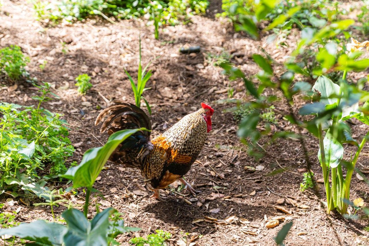 Quinta Biologica, Com Vista, Na Serra De سينترا المظهر الخارجي الصورة