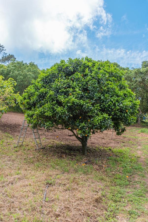 Quinta Biologica, Com Vista, Na Serra De سينترا المظهر الخارجي الصورة